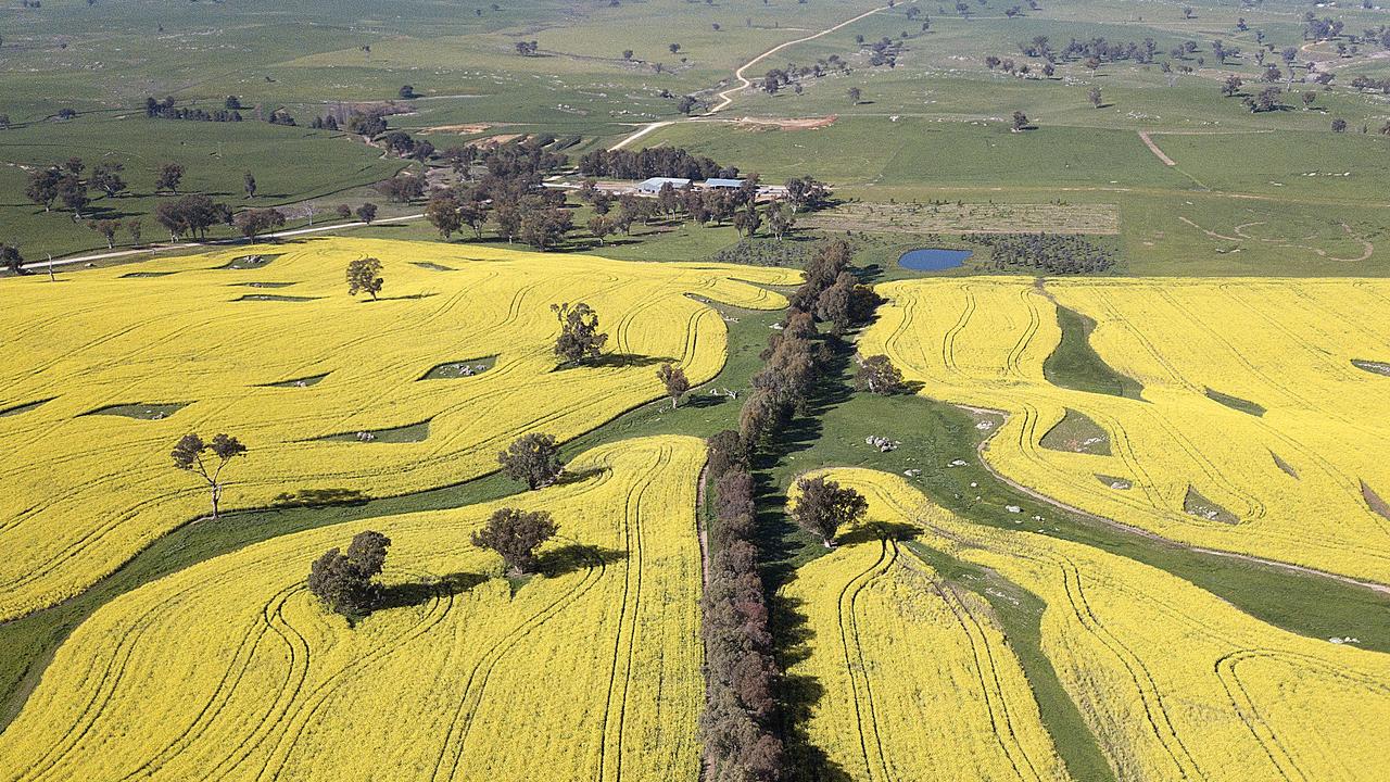 Canola fields