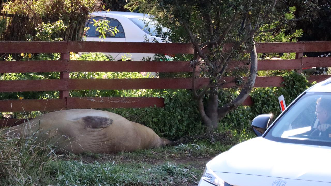 Neil the seal