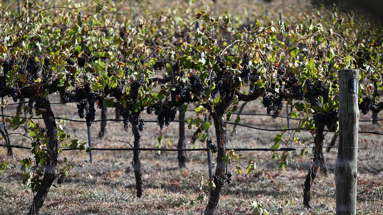 Grapes at vineyard (file)