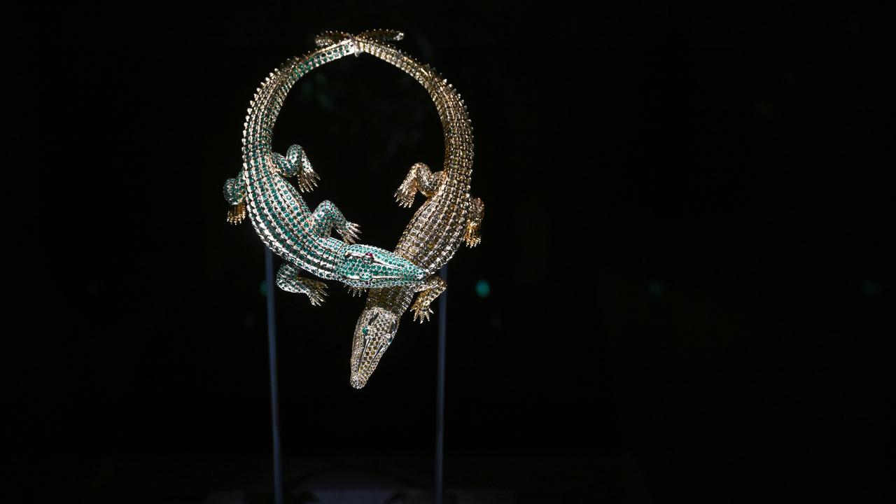crocodile 