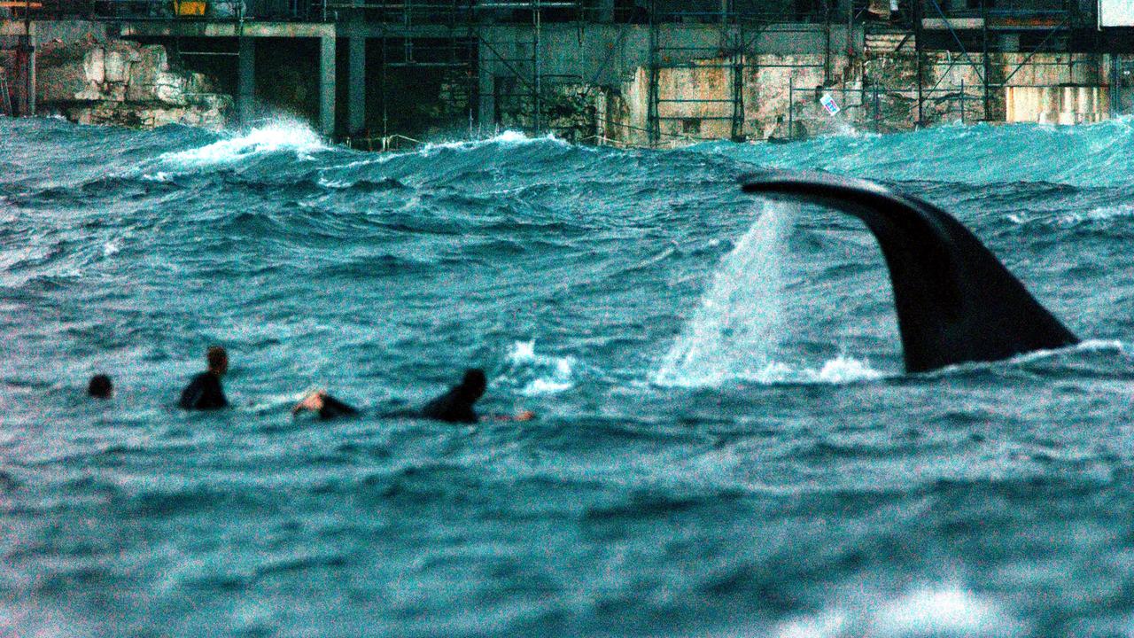 Southern right whale at Bondi