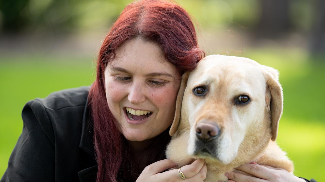 guide dogs 