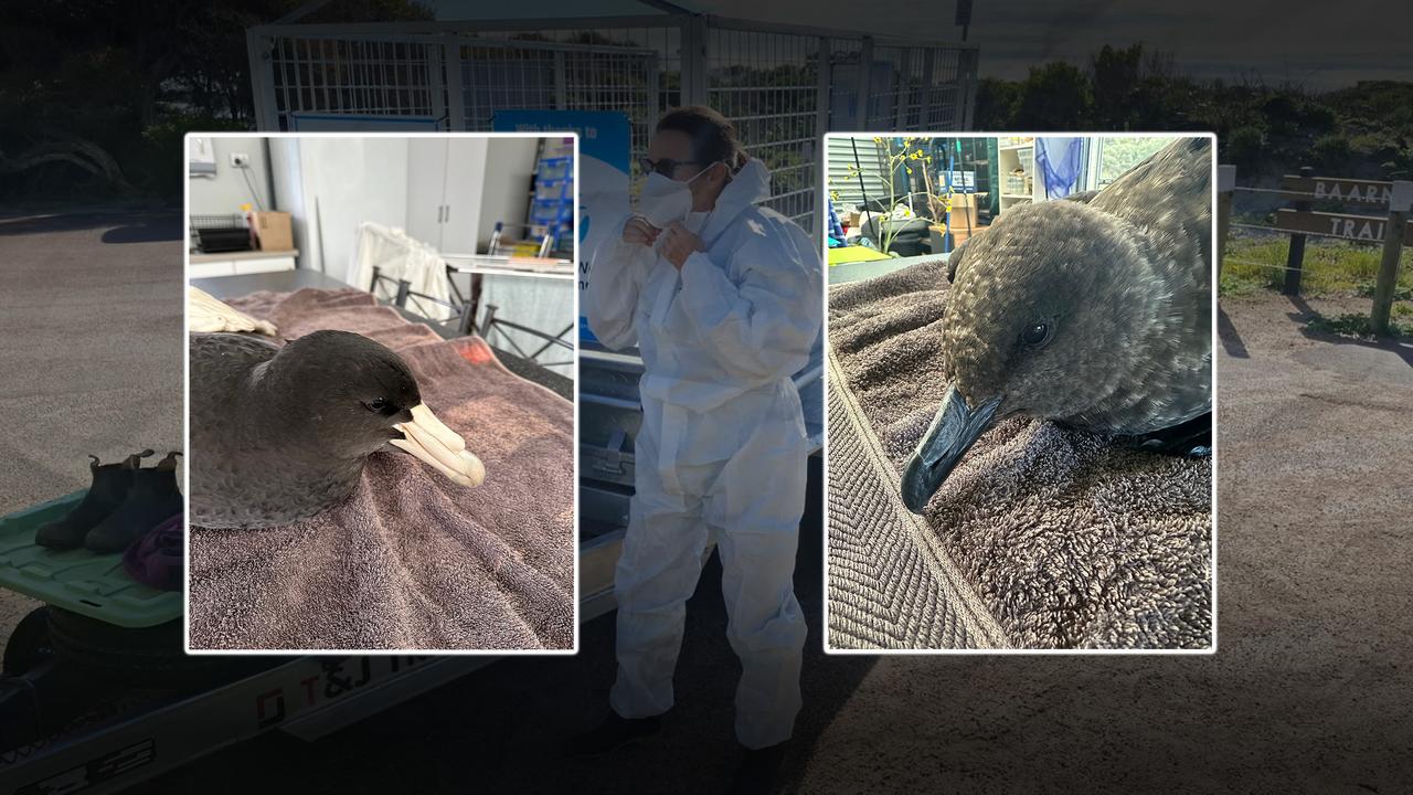 Confirmed cases of the deadly H5N1 bird flu strain