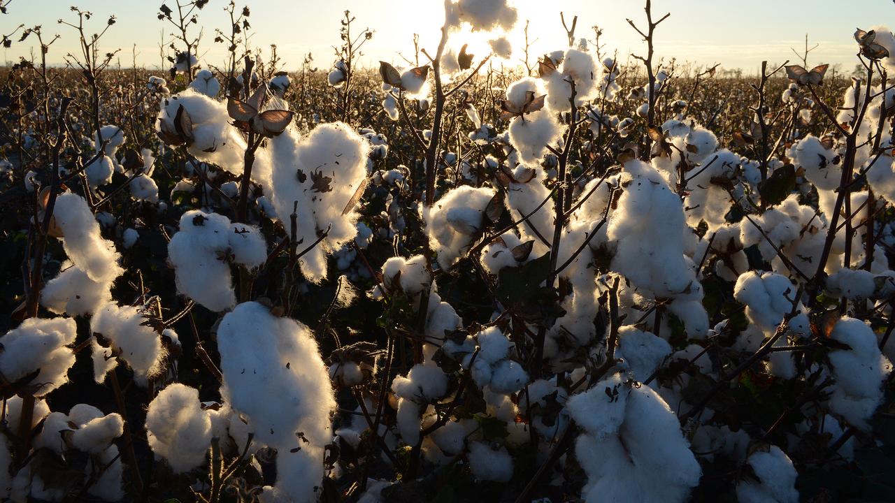 Cotton crop