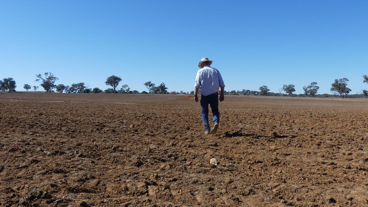 Farmer inspects crop