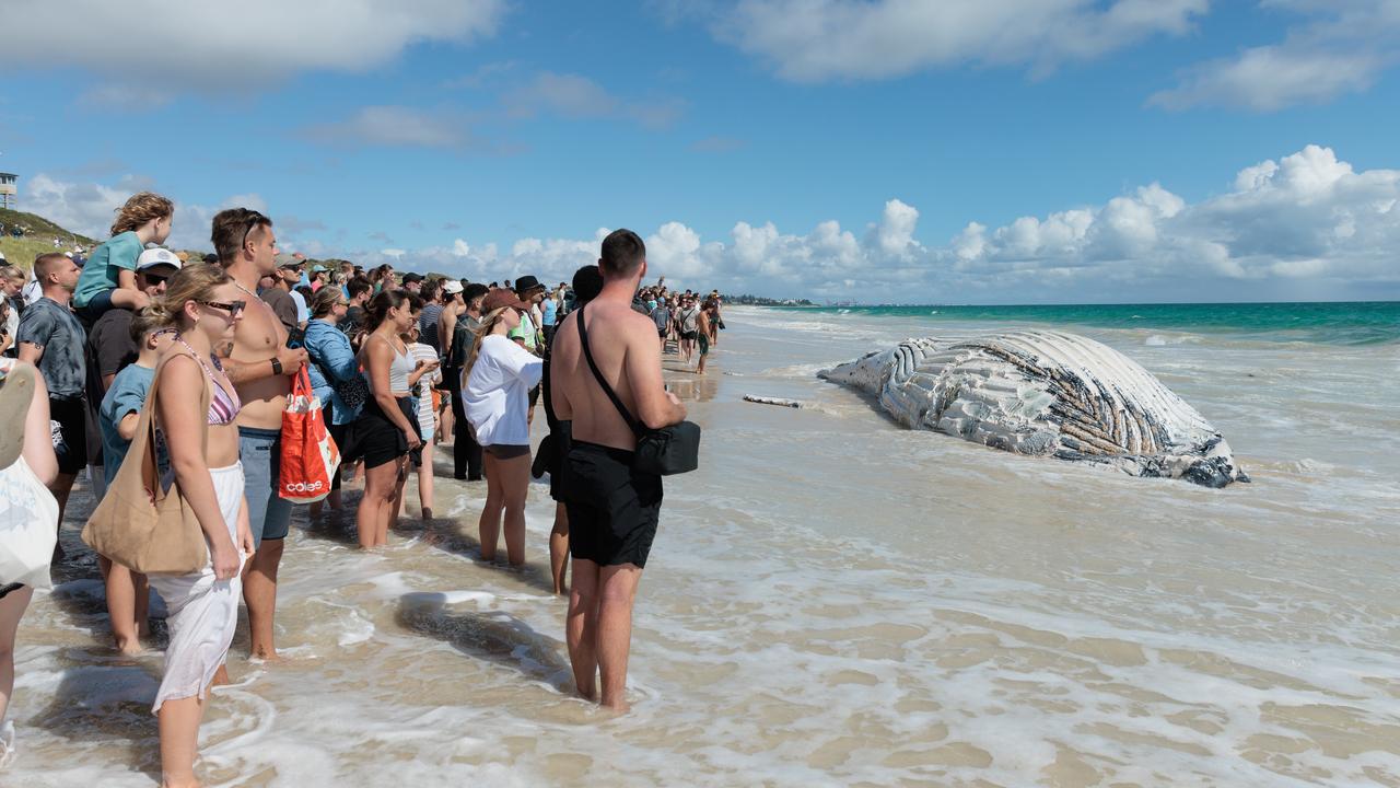 whale 