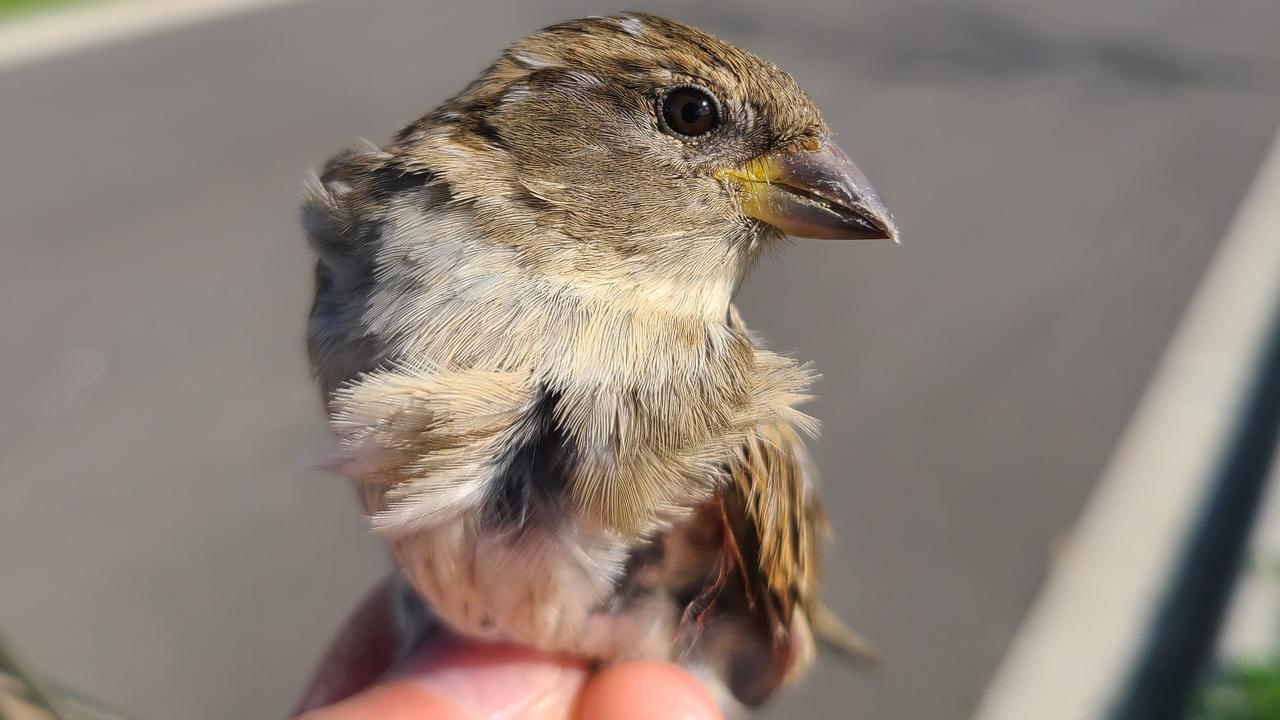 A house sparrow sitting on a hand in Melbourne, Australia