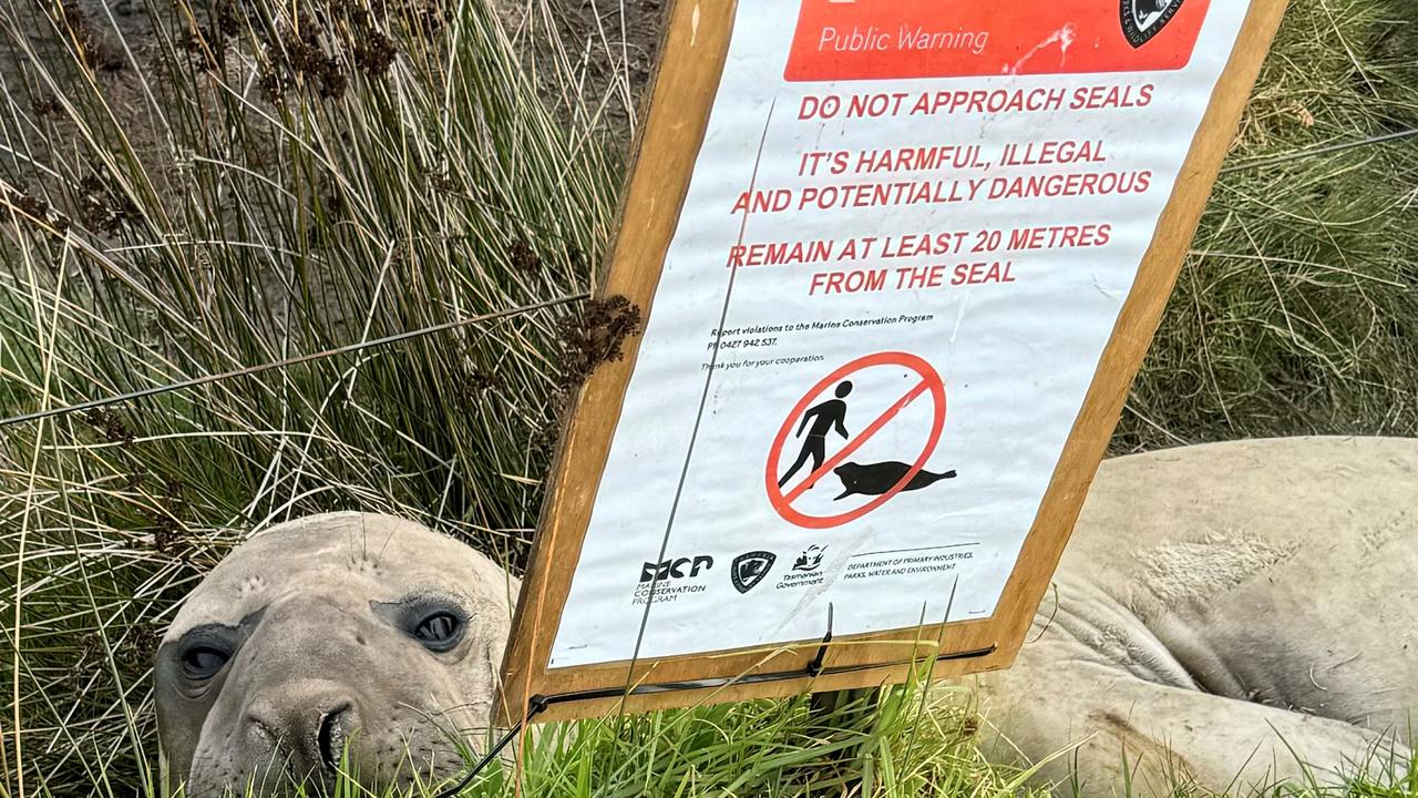Neil, a southern elephant seal in Tasmania, in 2024