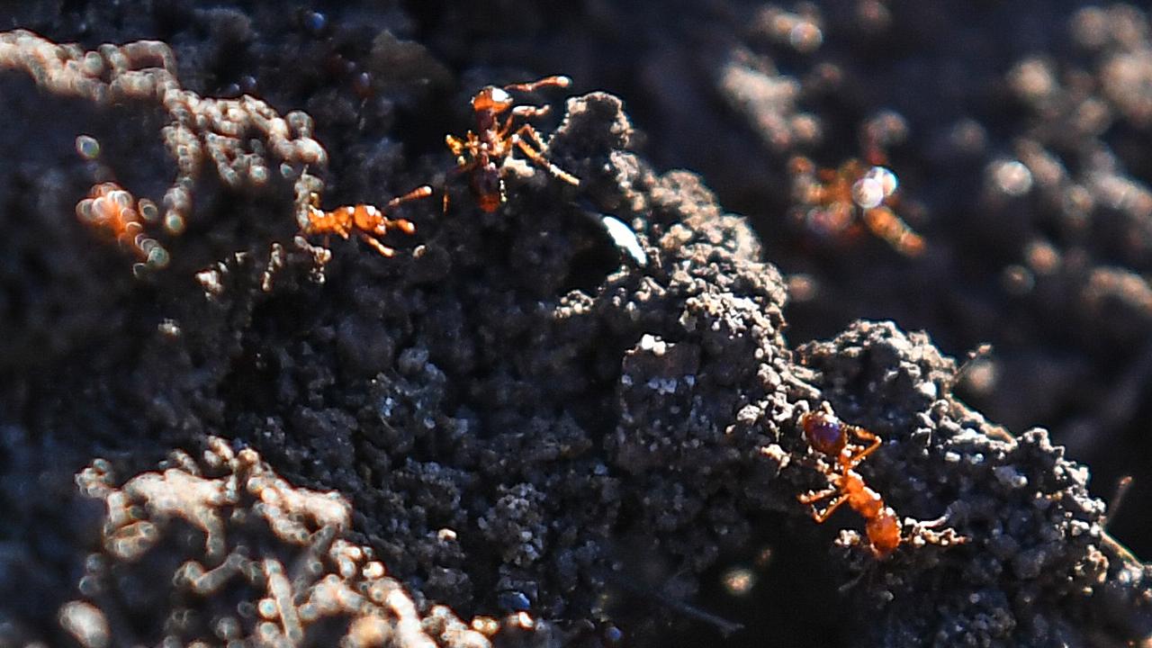 ant