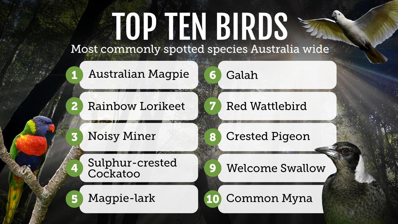 Australia's most commonly spotted birds