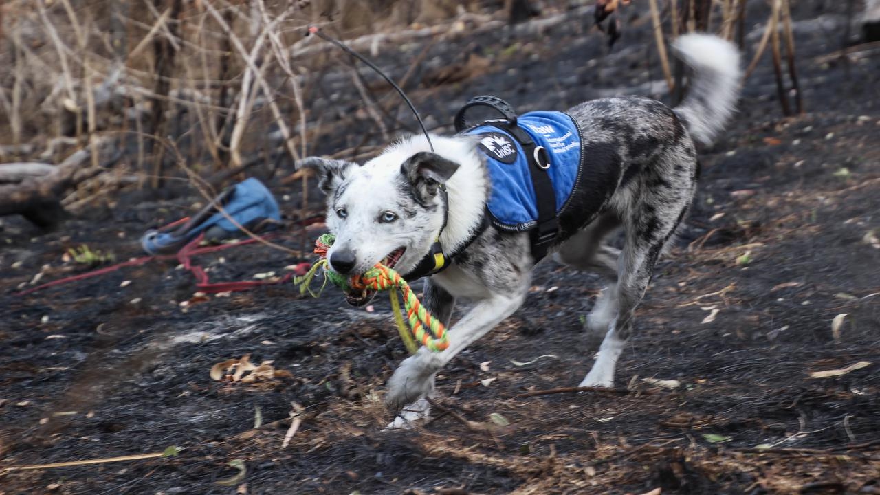 Bear