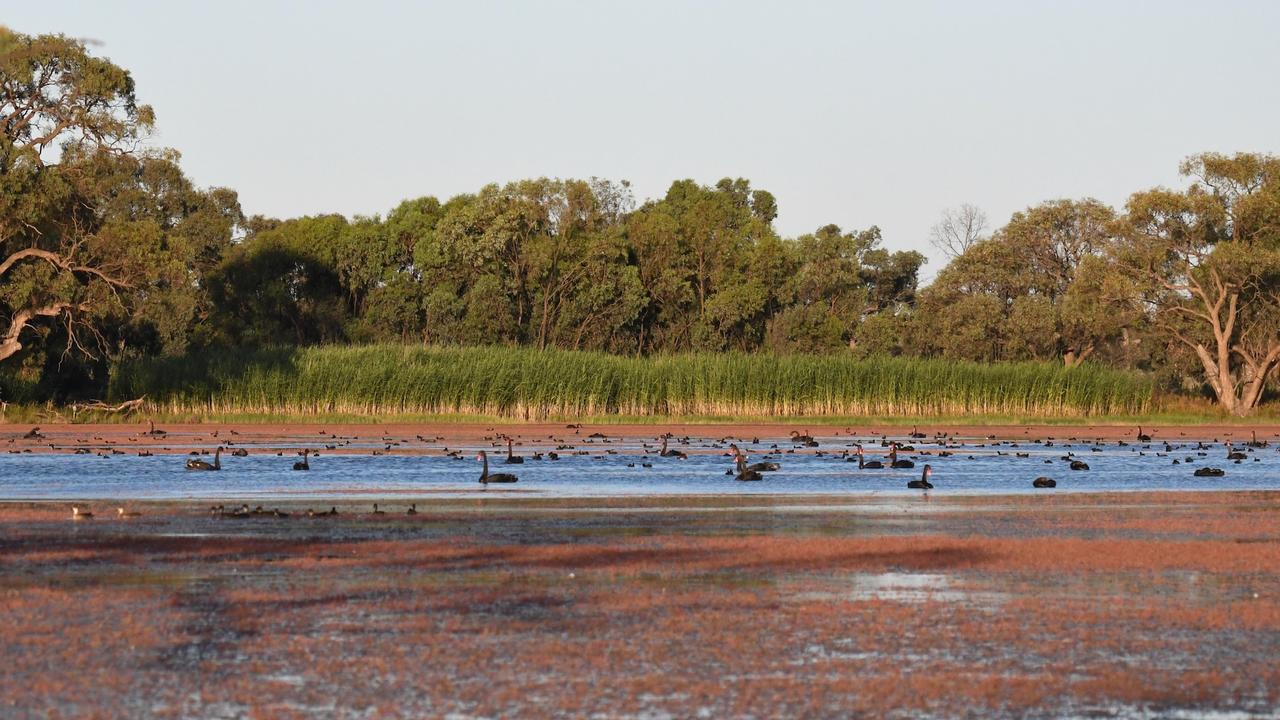 Wetland near Balranald, NSW