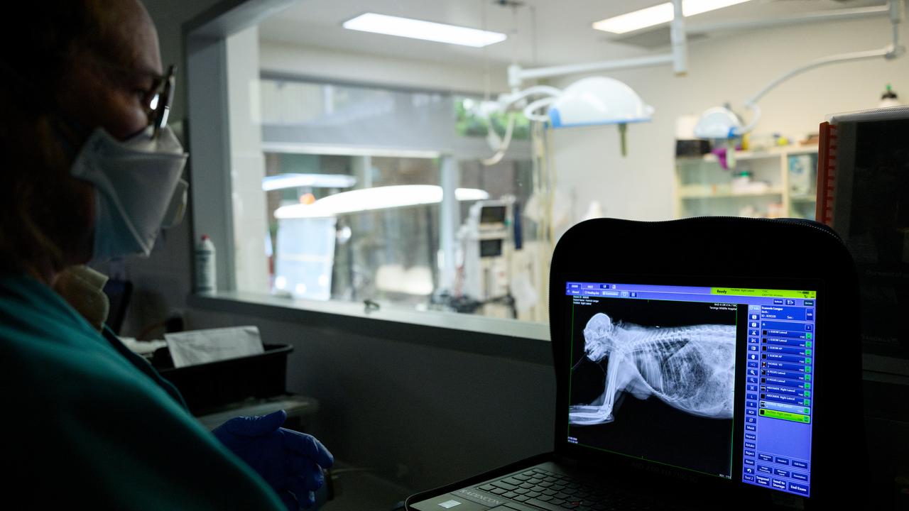 X-ray of Noel, a Francois' langur