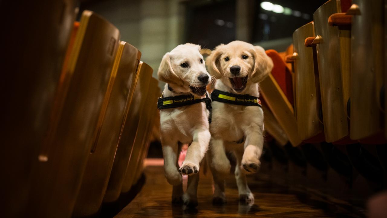 Puppies Kayla and Kosha