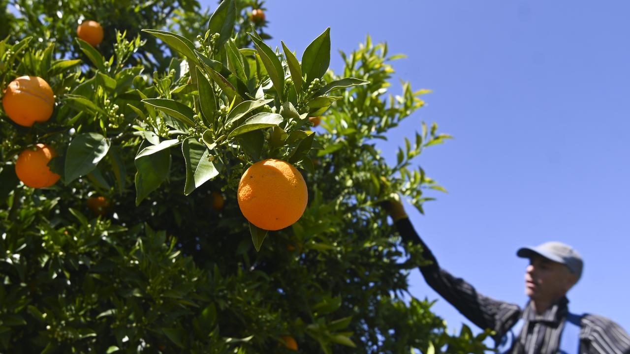 Fruit picker Wayne Smith harvests oranges
