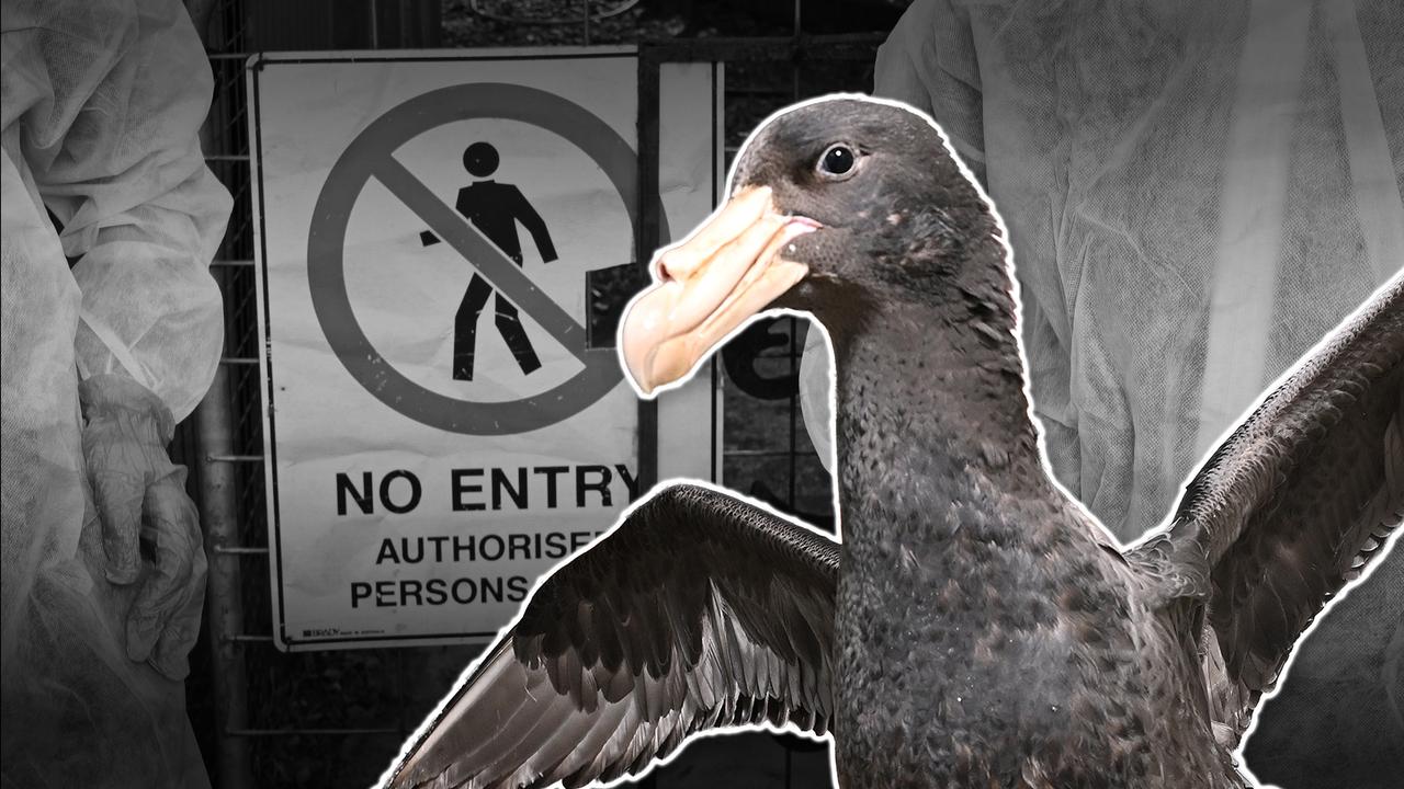 Composite bird flu graphic