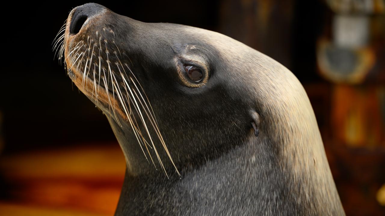 Male Australian Sea Lion, Moby, at Taronga Zoo in Sydney