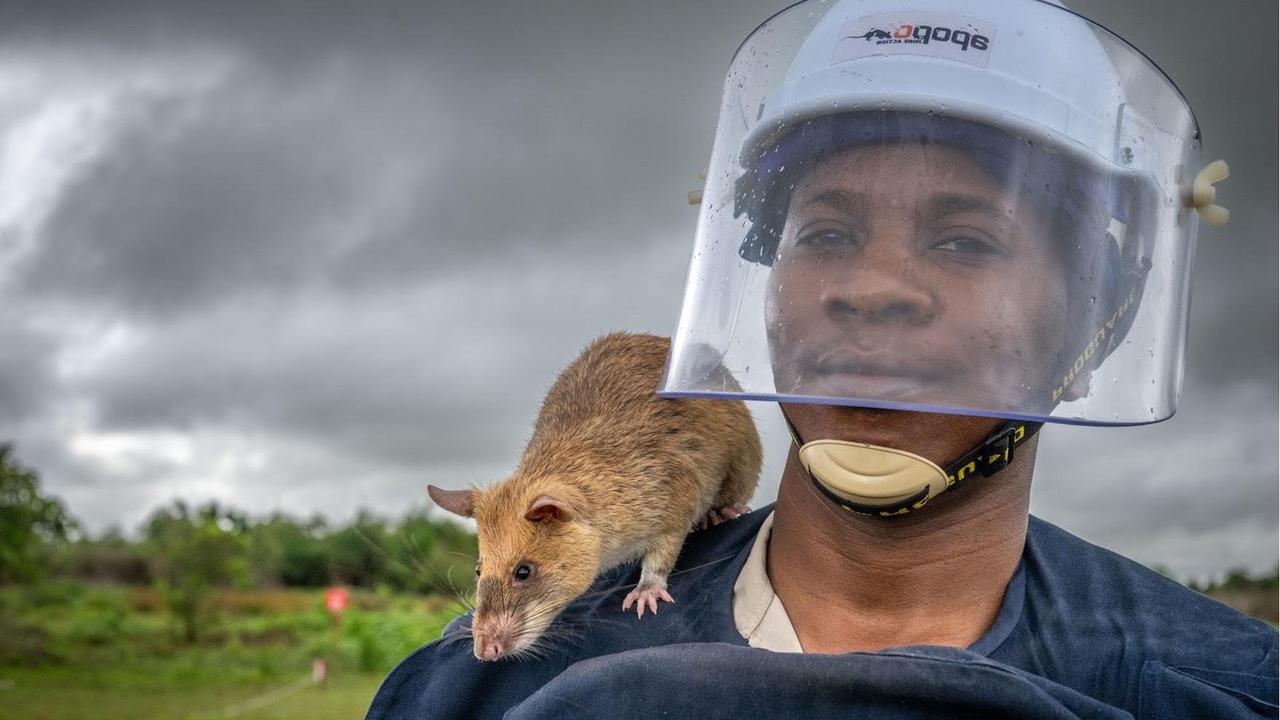 AFRICAN GIANT POUCHED RATS