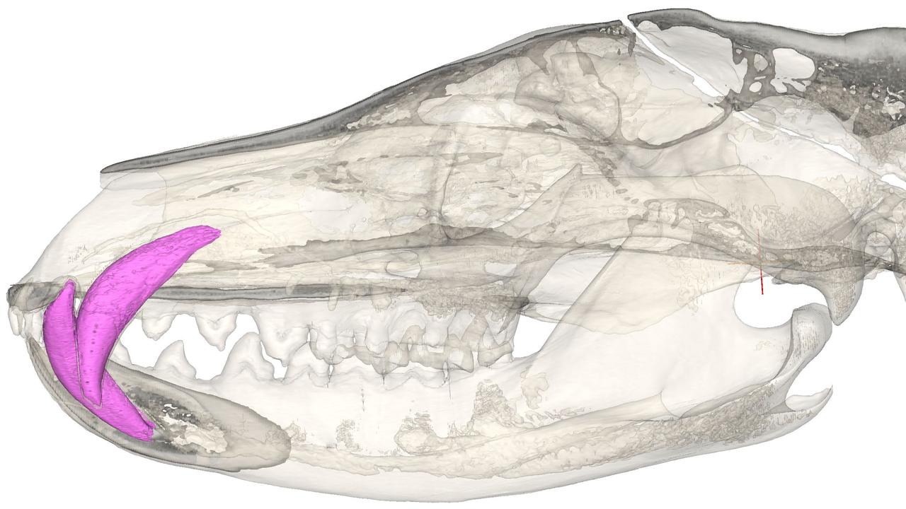 A Tasmanian tiger skull