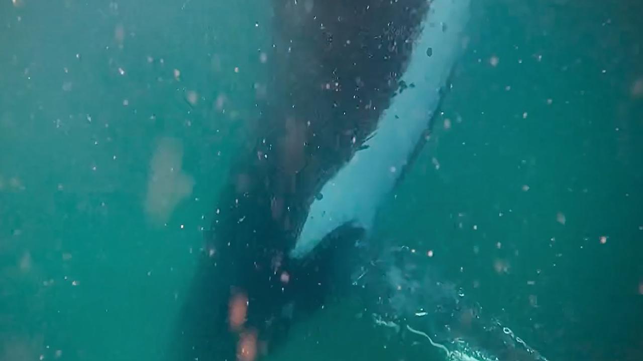 A mother humpback whale