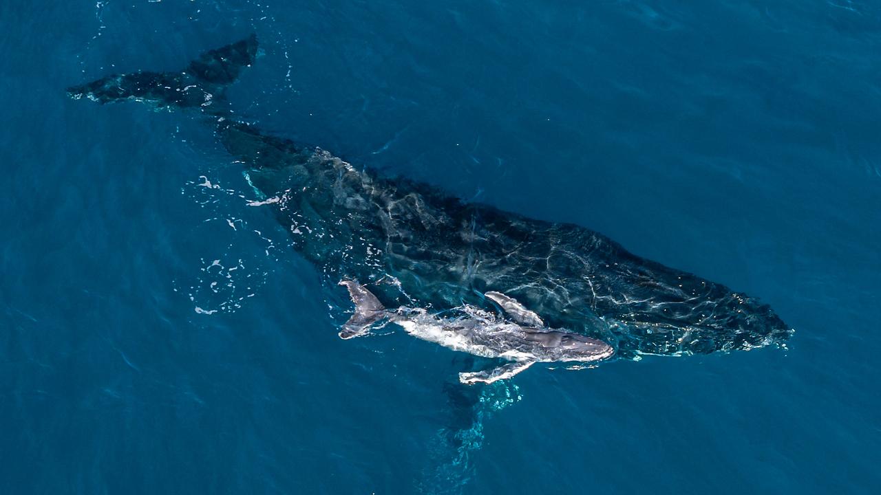 A humpback whale gives birth off NSW's north coast