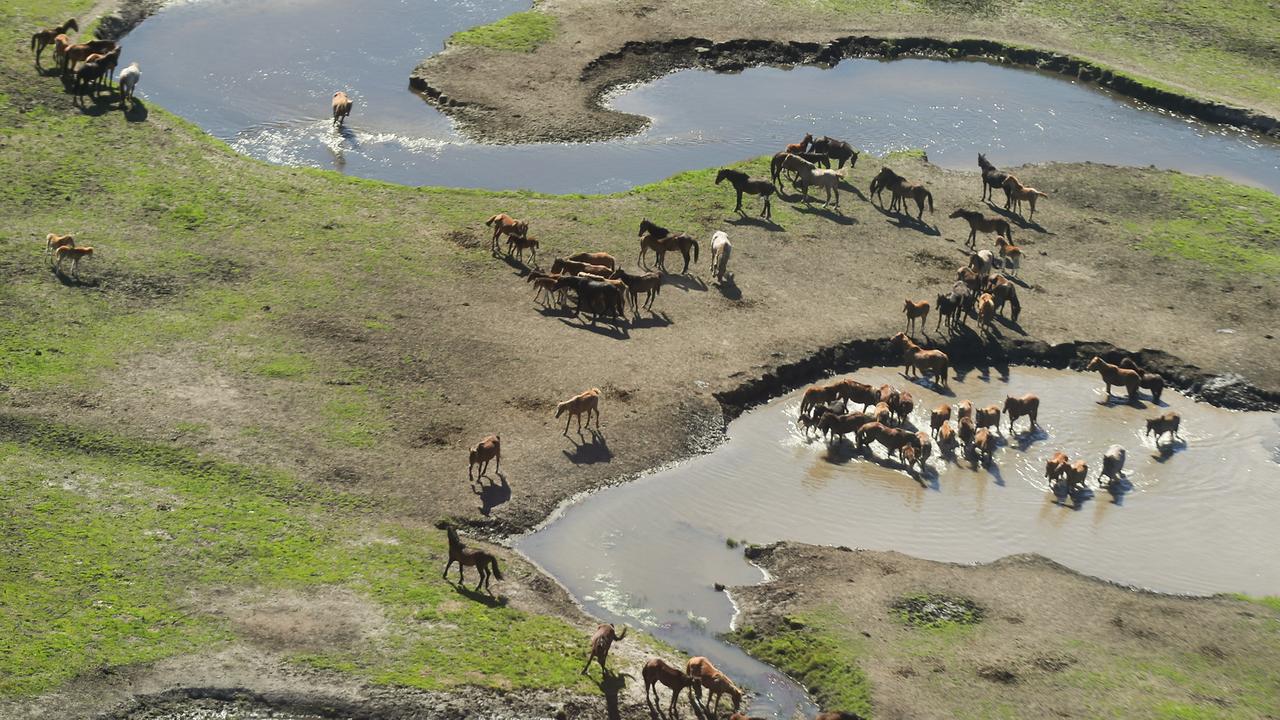Feral horses in Kosciuszko National Park (file image)