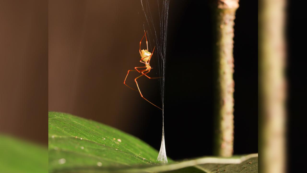 spider