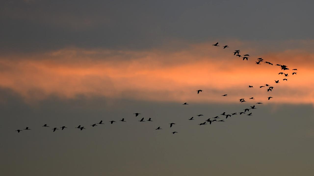 Birds flying in formation (file image)