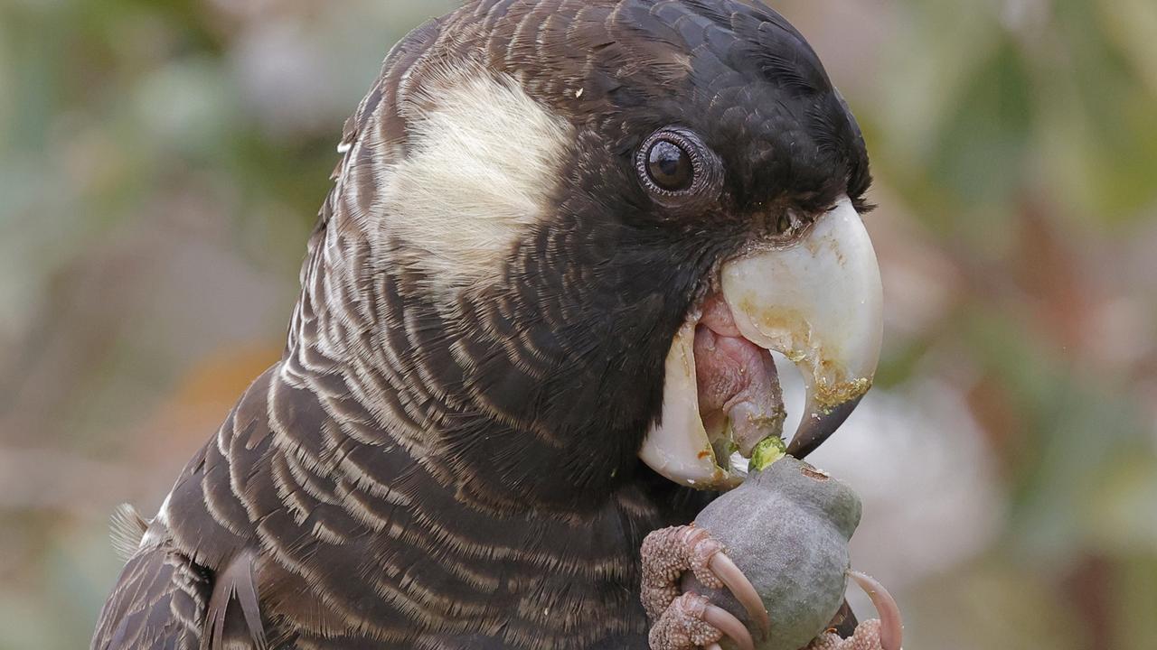 a black cockatoo