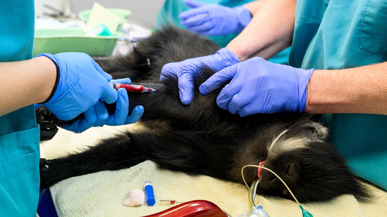 Noel, a Francois' langur, at the wildlife hospital at Taronga Zoo