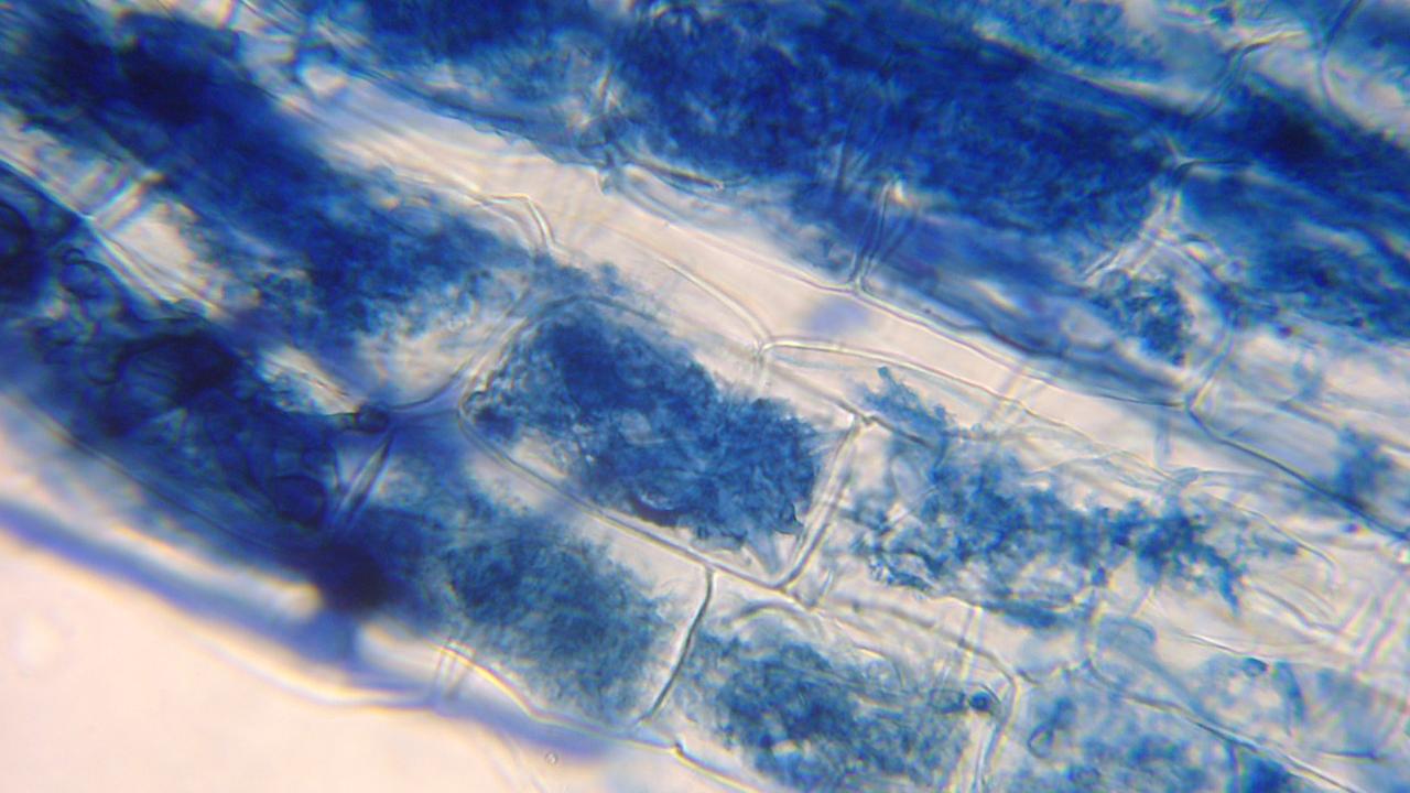 fungi