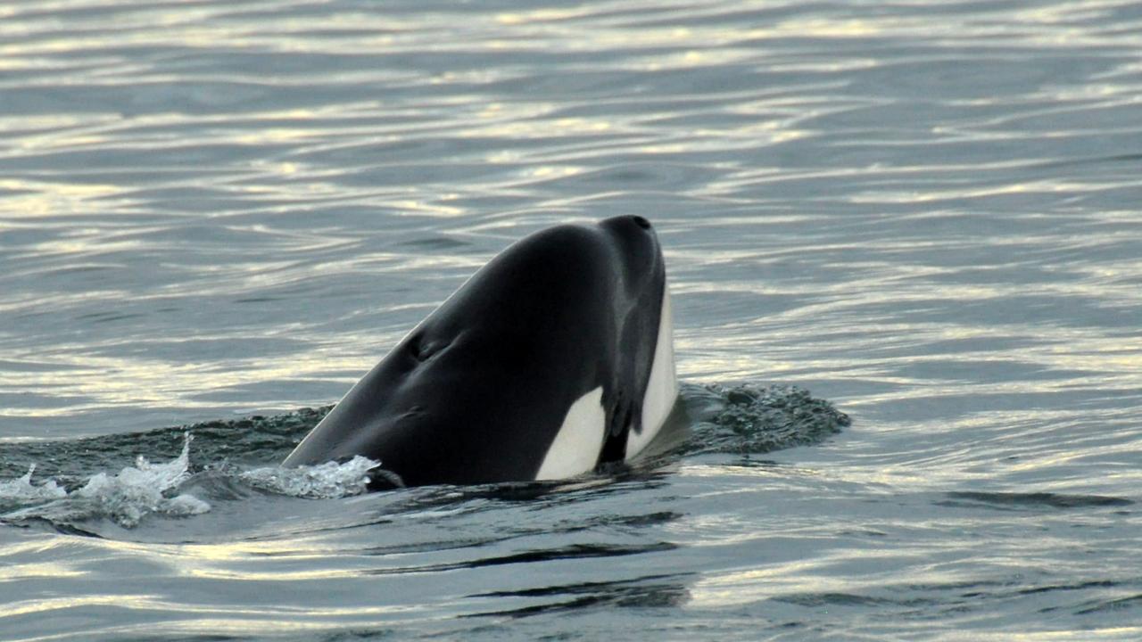 Killer whale swimming to open water near Fraser Island