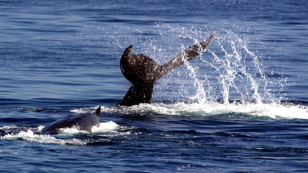 A humpback whale (file image)