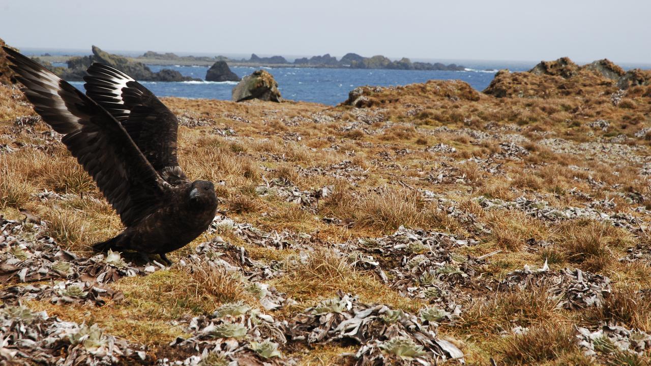Brown skua (file)