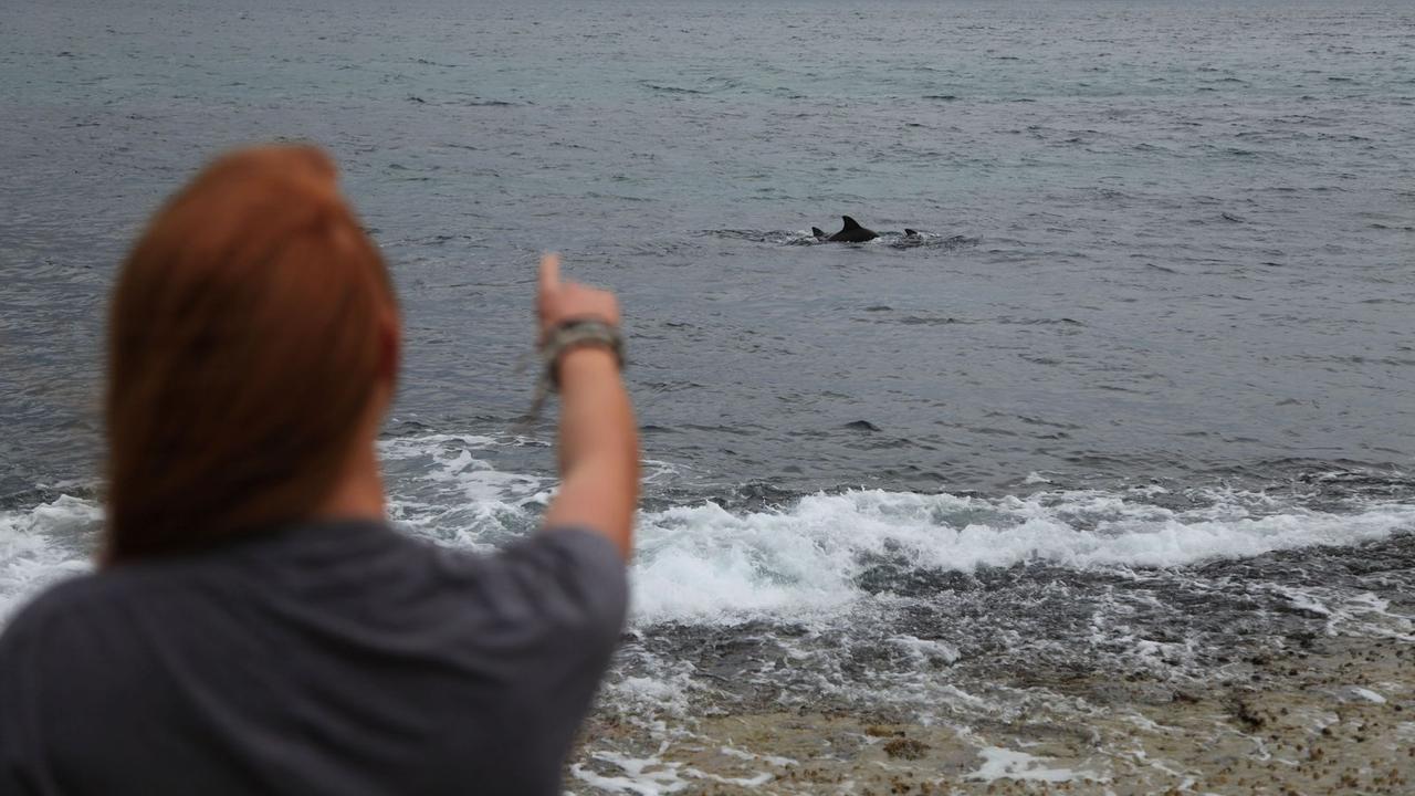 dolphins 
